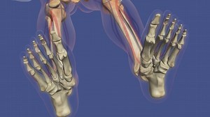 Animation Of Human Skeletal System Stock Motion Graphics SBV-311195525 - Storyblocks