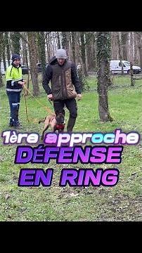 Déroulé d’une toute première défense du maître en ring français pour ce chiot malinois