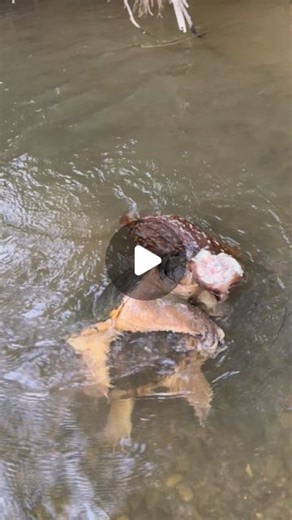 Nature Is Metal on Instagram: "With confidence, I can tell you that these snapping turtles did not kill this fawn. This was most certainly found after the fact. Snappers are generalists, which means they don't turn their strange looking noses up at much. A find like this certainly worth drowning your friend over (That's a joke. I'm turtle fibbin, they can remain underwater for a while) 📽 by @flyrodjawn - - - - - - - - - - - - - - - - - - - - - - - - - - - - - - - - - - - - - - - - - natureismet