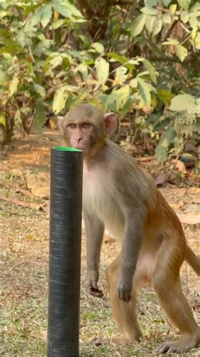 🥰🥰#Monkey#Viral Video Shots#funny.