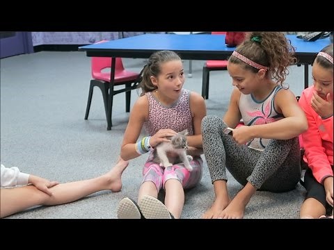 I Want To Be a Lion When I Grow Up (WK 300.3) | Bratayley