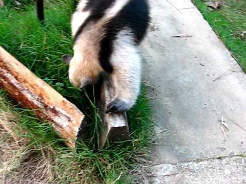 anteater eating ants