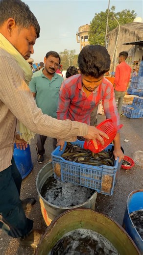 Amazing Big Desi Shingle Fish In Ghazipur Market Delhi #shortvideo #fish #rrrm