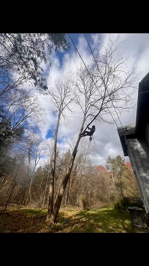 Locus Tree removal today over a home and a couple wires. If you need any tree care from - Trimming/Pruning, Removal, Land Clearing & Stump Grinding Services. Call or text 3304149962 to talk to us today about maintaining your trees! Fully Insured, Free Estimates Covering Summit & Portage Counties! #treeservice #treetrimming #treeremoval #summitcounty #portagecounty #treeclimber #treecare #FreeEstimates #fullyinsured | Collier Tree Service