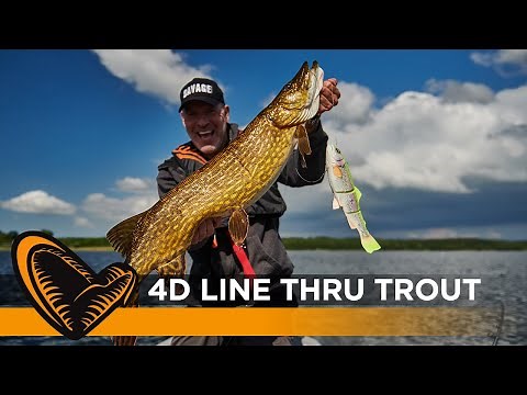 4D Line Thru Trout - Big bait, big fish!