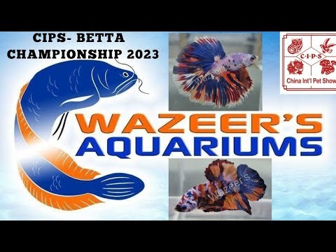 Betta Fish Competition CIPS 2023- World Championship