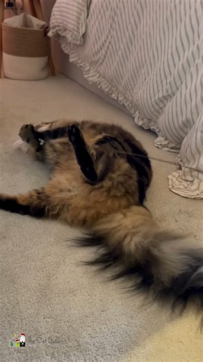 Meet Chii, our magnificent Maine Coon client in Watford 🐾 When the feather wand comes out, it’s game on! Watching Chii roll, pounce and bunny-kick his absolute favourite toy is pure joy, and proof that even the fluffiest, most regal cats are just big kittens at heart 😻 Playtime like this isn’t just fun, it’s brilliant for exercise, confidence and enrichment… and Chii takes his play VERY seriously 🪶 #MaineCoon #FluffyCat #BigCatEnergy #TheCatButler The Cat Butler - Radlett | The Cat Butler - U