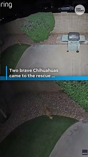 Chihuahuas protect shih tzu during coyote encounter