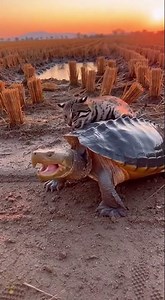 Cat vs Snapping Turtle Clash! #beautiful