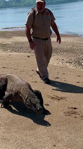 Exploring Komodo Dragons at Komodo Heritage Sight