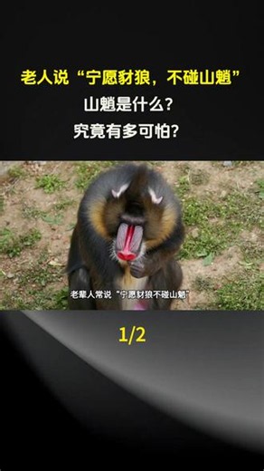 老人说“宁愿豺狼，不碰山魈”，山魈是什么？究竟有多可怕 ？ #科普 #科普一下 #科普知识 #奇闻奇事 #奇闻趣事