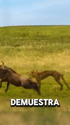 371K views · 1K reactions | Guepardo vs ñu  #animals #animales #salvajes #salvajes #mundoanimal #vidasalvaje #vidaanimal #guepardo ##ñu #ñiu #virals #guepard #parati | ReyCurioso | Facebook