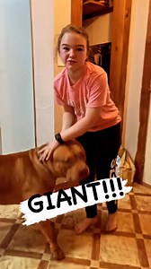 BIG BOY BUSTER #xlbully #dogbreed #dogvideo #dogsofttiktok #pitsoftiktok #fyp #animal #pitbull #petsoftiktok #dogs | Kingdom Bully Kennels