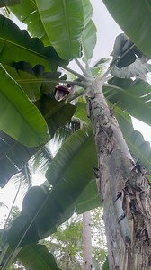 Giant cardava | Gha Agri Tv