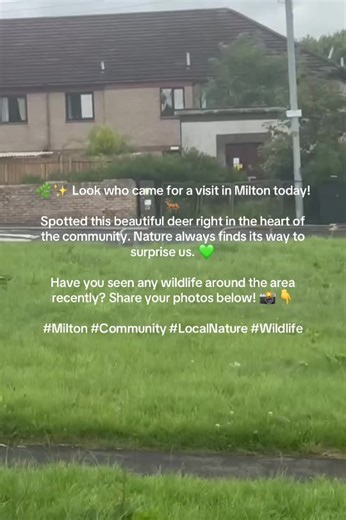 mosnisalocal (@mosnisalocal)’s video of wildlife