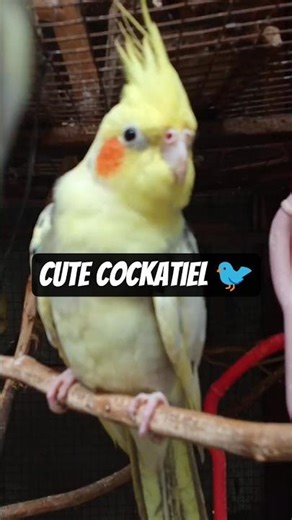 Cute Cockatiel Parrot Swinging on Swing 🐦 | Adorable Pet Bird Video