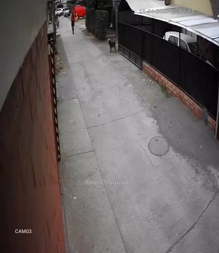 Dog saves girl from bein kidnapped #fyp #bloodxhound #foryou #dontflop #blowthisup #respect #badass #dog #aggressive #dogprotection