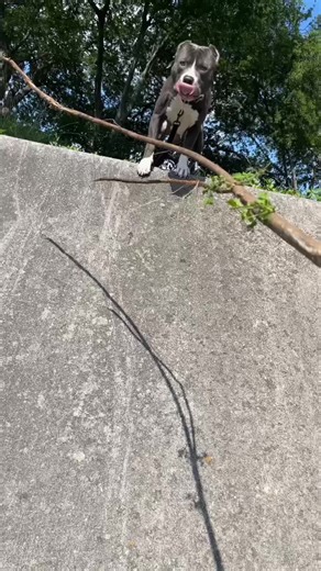 #dog #dogs #dogsofttiktok | pluto dog