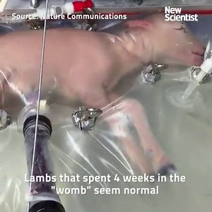 152K views · 2.2K reactions | Extremely premature lambs have been...