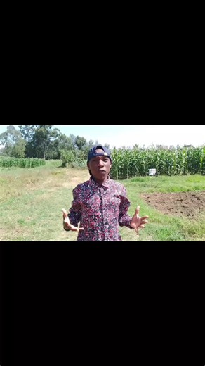 Best Maize Varieties for Every Region 🌽 watch full video on YouTube subscribe link on my bio #farming #agriculture #farmers #farmlife #farmvlog