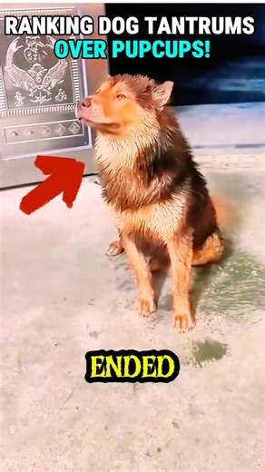 RANKING DOGS TANTRUMS OVER PUPCUP!.#DogTantrums #PupCupMeltdown #FunnyDogs