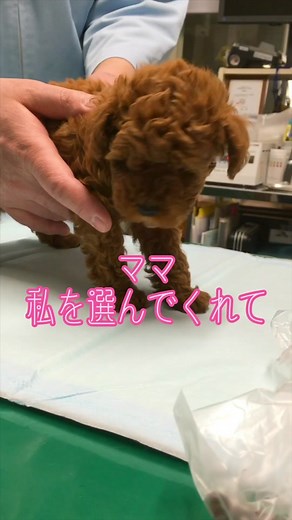 愛犬を失った時に聴きたい感動の曲