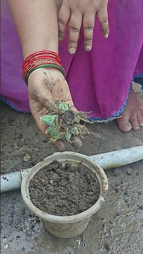 How to Plant a Pineapple (Simple & Easy)
