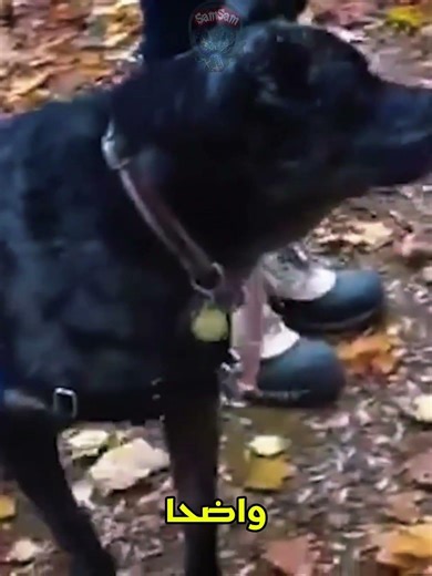 What did the dog see to act like this?|#TrueScaryStories