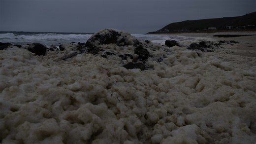 More than 34,000 marine animals and fish killed in SA’s algal bloom