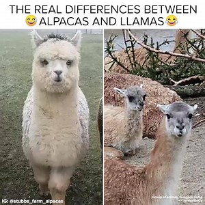 341K views · 7.2K reactions | Alpacas and llamas are so different Video credit: https://www.instagram.com/stubbs_farm_alpacas | BuzzFeed Animals | Facebook