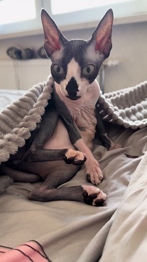 Mini Simba on TikTok