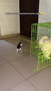 Lhasa Apso Dog Carries Puppies Into Cage
