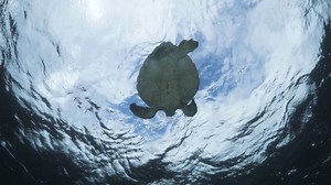 Unique view of a turtle from below the water looking up towards the sky as it makes it way through the ocean | Premium Stock Video Footage