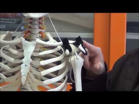 Clinical Correlation - Shoulder Separation