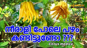 Mango Meadows Agricultural Theme Park on Reels