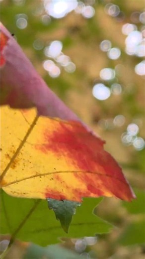 우리들의발라드2 Over the rainbow#김수아#자우림#가을#단풍#바람#힐링영상 #감성영상#Nature365