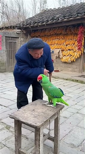鹦鹉：就一个玉米饼，你还跟鸟计较？