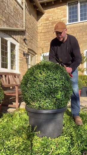 Exploring the World of Topiary: Finding the Hidden Box Ball