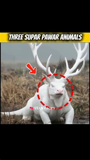 three super pawar animals#imazingfacts#facts#animalsfacts#shorts#shortvideo#shortsviral#shorts#
