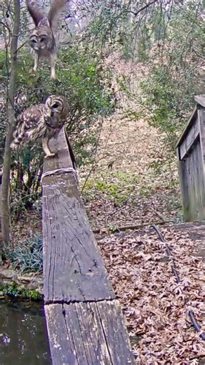 SPOOKED! Two Barred Owls Accidentally Scare Each Other! #shorts