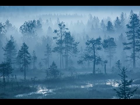 Forest Night Time Sound Effect HQ