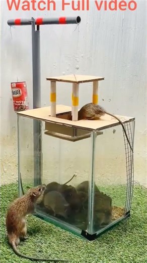 Genius Rat Catcher Setup"#rattrap #mousetrap setup#viral