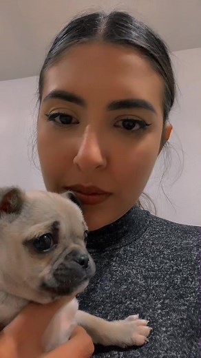 Adorable Chamchi: Pug and Chihuahua Mix 🐶❤️