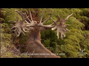 Kill Shot Of A 800+ SCI New Zealand Red Stag | Venator Cardrona Safaris
