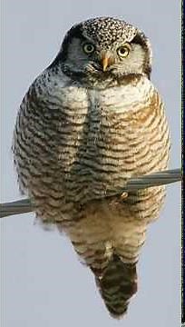 Surnia Ulula (Northern hawk-owl) 1. Mating calls of male