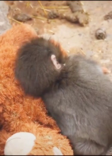 Punch the Monkey Making Friends and Thriving