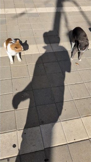 Коты воют Cats are howling Смешные котики Funny cats Милые кошки Cute pets Trend Meow Nature Animals