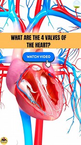  To prepare for your Level 3 Anatomy and Physiology Exam, it's...