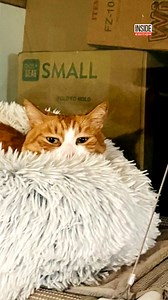 The Hanson family was concerned when their beloved cat Sunny Loo vanished as they were packing up their home to move to Colorado from Washington. The dad created missing cat posters and alerted their neighbors. However, no one was able to find Sunny Loo. Three weeks went by and there was no sign of Sunny Loo. That 's until the moving truck showed up with their furniture. Turns out, the beloved cat was hiding out in the couch the whole time. | Inside Edition