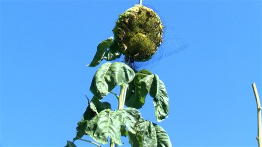 This is the world's tallest sunflower